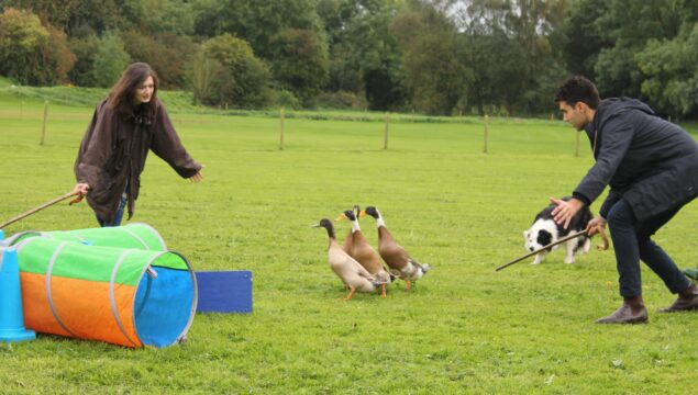 Activities include duck herding with dog